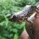 Una pequeña rana Goliat después de abandonar el estanque-guardería
Imagen: Marvin Schäfer et al., 2019